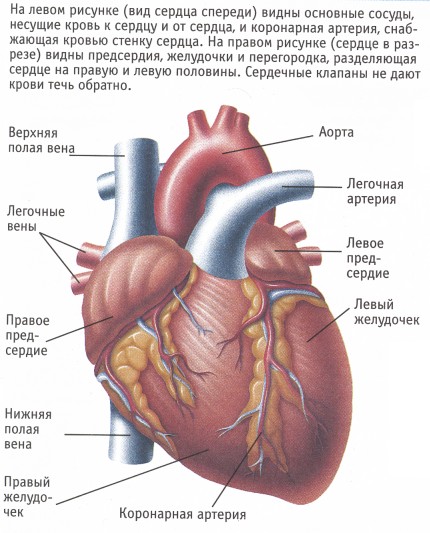 4 Вены Сердца