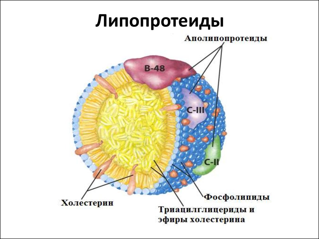 Липопротеин бета повышен. Строение липопротеидов биохимия. Липопротеиды строение. Строение липопротеинов низкой плотности. Липопротеины строение.