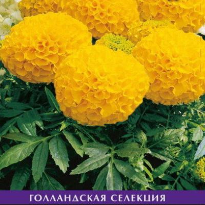 Бархатцы Антигуа Еллоу прямостоячие (Лучшая цена)