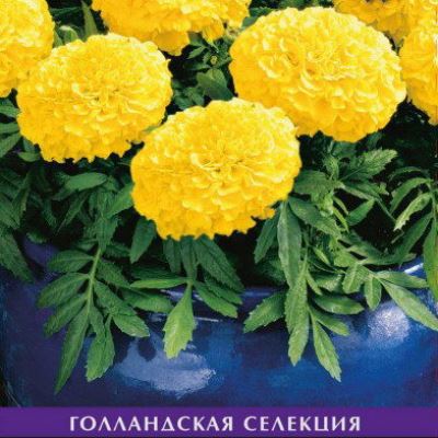 Бархатцы Антигуа Голд прямостоячие (Лучшая цена)