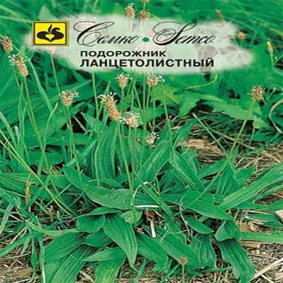 Подорожник Ланцетолистный, 0.5 г (Лучшая цена)