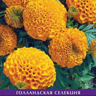 Бархатцы Антигуа Оранж прямостоячие (Лучшая цена)