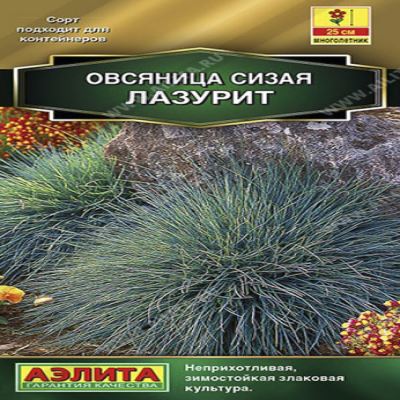 Овсяница сизая Лазурит, 5 шт семян (Лучшая цена)