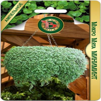 Микро Мята Миниминт, 5 шт семян (Лучшая цена)