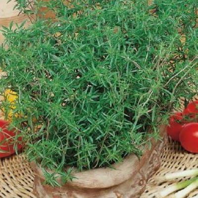 Чабер Перечный аромат (Лучшая цена)