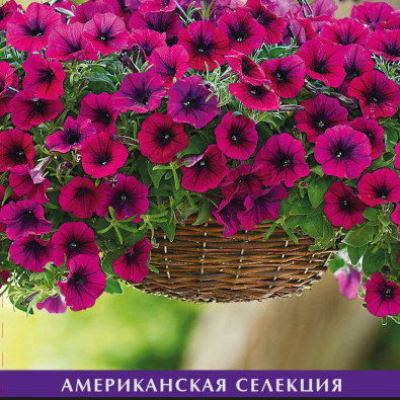 Петуния ампельная Изи Вейв Бургунди Велюр F1 (Лучшая цена)