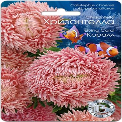 Астра китайская Хризантелла Коралл, 30 шт семян (Лучшая цена)