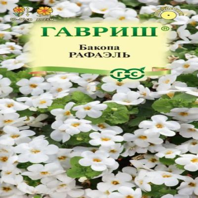 Бакопа Рафаэль, 3 шт семян (Лучшая цена)