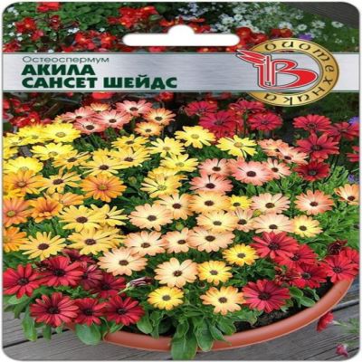 Остеоспермум Акила Сансет Шейдс, 5 шт семян (Лучшая цена)