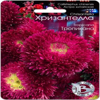 Астра китайская Хризантелла Тропикана, 30 шт семян (Лучшая цена)