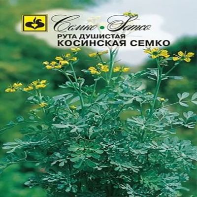 Рута душистая Косинская Семко, 1 г (Лучшая цена)