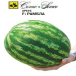 Арбуз Рамбла F1, 10 шт семян (Лучшая цена)