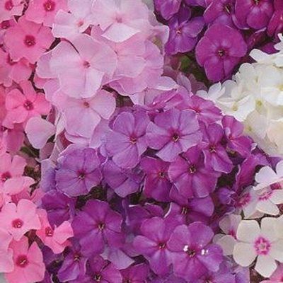 Флокс метельчатый Купидон, смесь, 0.1 г (Лучшая цена)