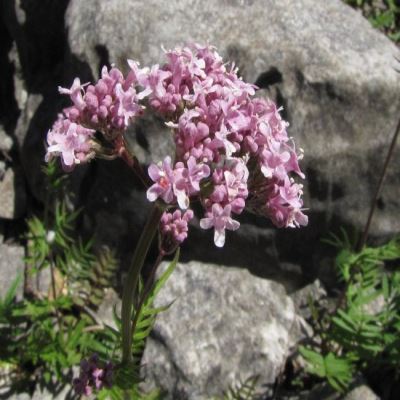 Валериана Спящая красавица, 0.05 г (Лучшая цена)