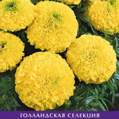 Бархатцы Антигуа Примроуз прямостоячие (Лучшая цена)