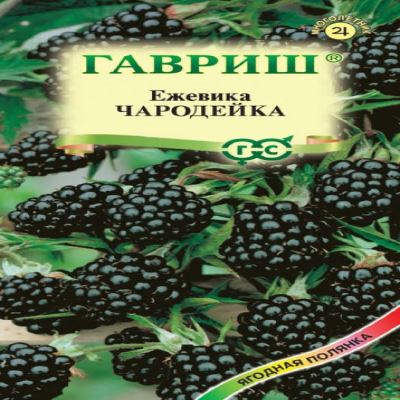 Ежевика Чародейка, 10 шт семян (Лучшая цена)