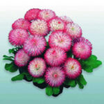 Маргаритка Хабанера, смесь (Лучшая цена)