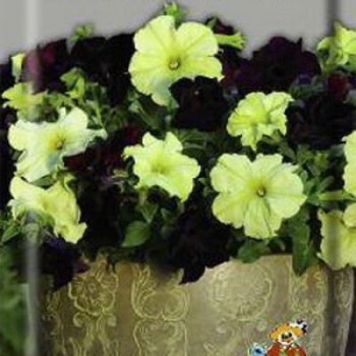 Петуния гибридная Софистика блекберри энд лайм грин (Лучшая цена)